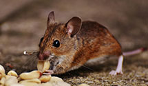 24 Hour & Emergency Exterminators in Ridgway, IL